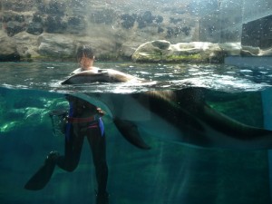 Jeux avec les dauphins